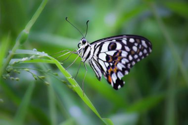 Bahar sırasında doğal ışıkta çiçek bitkileri üzerinde güzel kireç kelebek