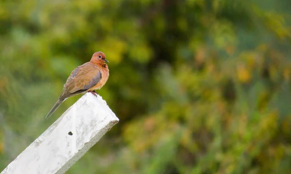 Beautiful Portrait Dove Sitting Wall Soft Blurry Background — Stock Photo, Image