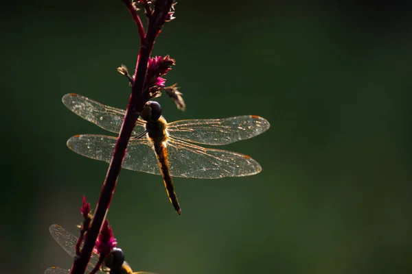 Dragonfly Zittend Bloemen Planten Een Zachte Wazige Achtergrond — Stockfoto