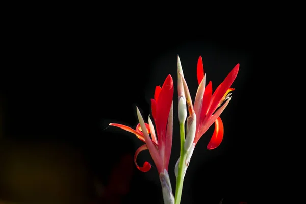 Retrato Bonito Canna Indica Flores Fundo Embaçado Suave — Fotografia de Stock