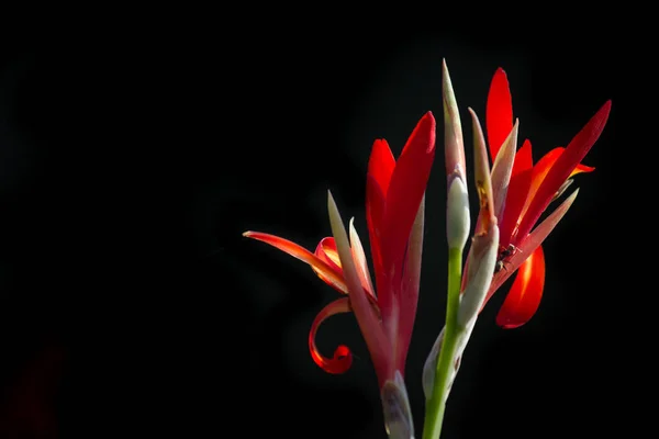 Wunderschönes Porträt Von Canna Indica Blumen Einem Weichen Verschwommenen Hintergrund — Stockfoto