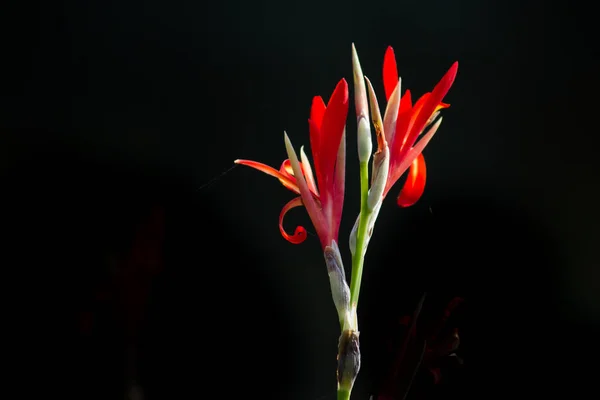 Wunderschönes Porträt Von Canna Indica Blumen Einem Weichen Verschwommenen Hintergrund — Stockfoto