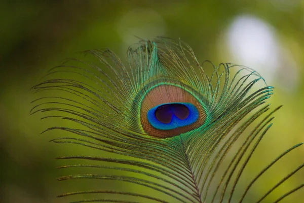 Gyönyörű Portréja Peacock Tollak Lágy Elmosódott Háttér — Stock Fotó