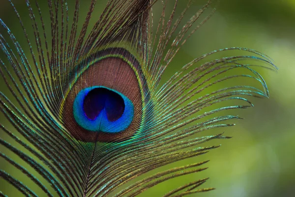 Krásný Portrét Pera Peacocka Měkkém Rozmazlené Pozadí — Stock fotografie