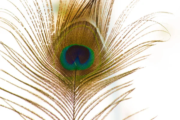 柔らかい平野の背景に孔雀の羽の美しい肖像画 — ストック写真