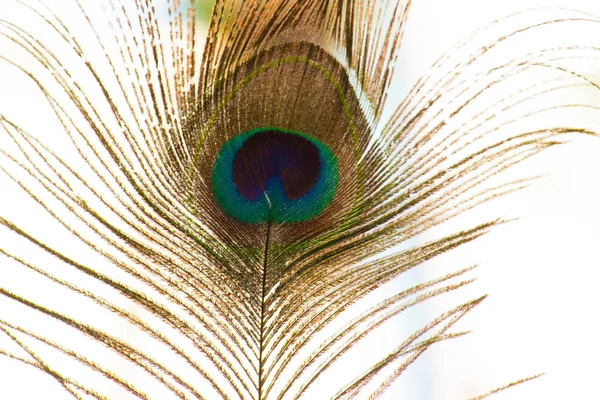 Schönes Porträt Von Pfauenfedern Vor Einem Weichen Glatten Hintergrund — Stockfoto