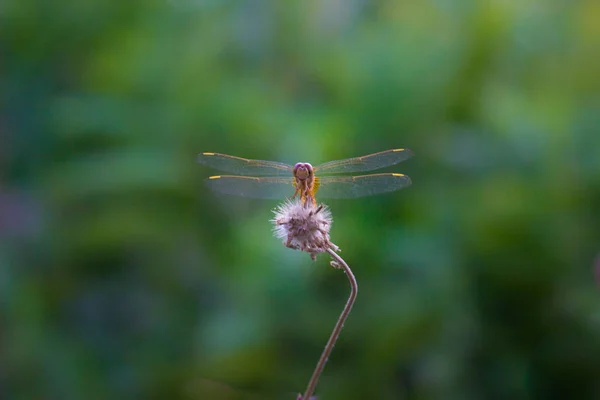 Dragonfly Siedzi Roślinach Kwiatowych Miękkim Tle Rozmyte — Zdjęcie stockowe
