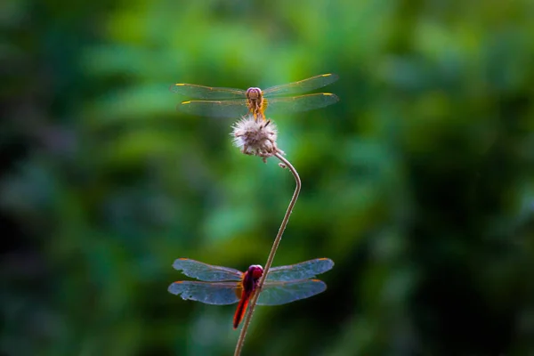 Libellule Assis Sur Les Plantes Fleurs Dans Fond Flou Doux — Photo