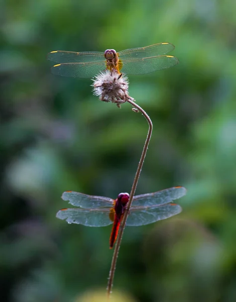 Dragonfly Zittend Bloemen Planten Een Zachte Wazige Achtergrond — Stockfoto