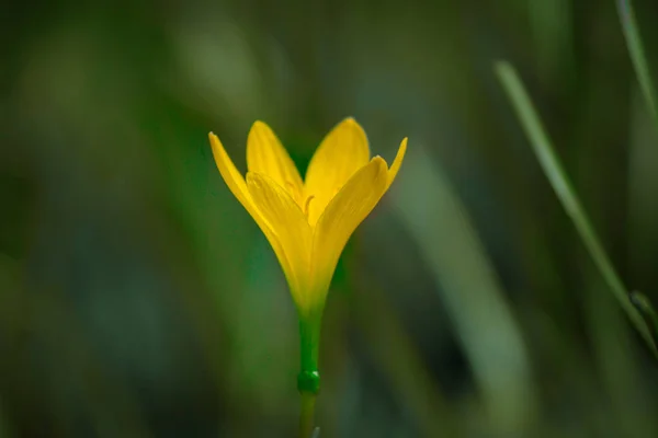 Retrato Una Flor Aislada Sobre Fondo Borroso Color Verde Suave —  Fotos de Stock