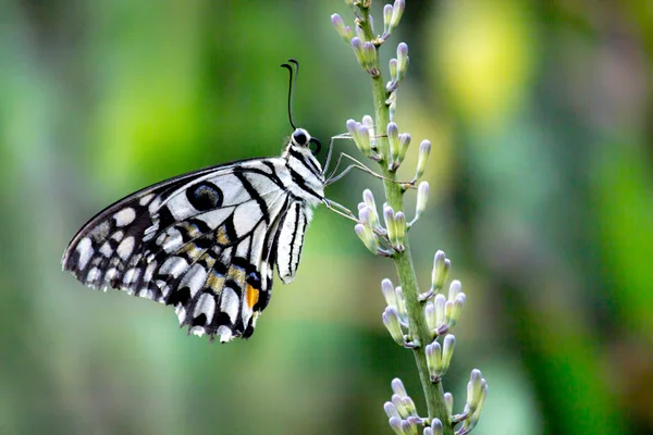 Piękny Lime Butterfly Roślinach Kwiatowych Naturalnym Świetle Podczas Wiosny — Zdjęcie stockowe