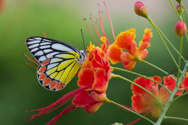 Piękny Portret Jezebel Butterfly Royal Poinciana Flowers — Zdjęcie stockowe