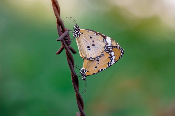 Portrait of The Plain Tiger Butterflies mating on the fence wire