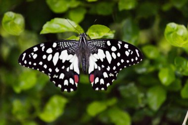 Bahar aylarında doğal ışıkta açık kanatları ile Yapraklar Üzerinde Güzel Kireç Kelebek