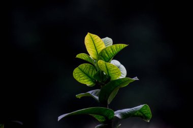 Yumuşak koyu arka plana karşı izole edilmiş Yaprak Portresi