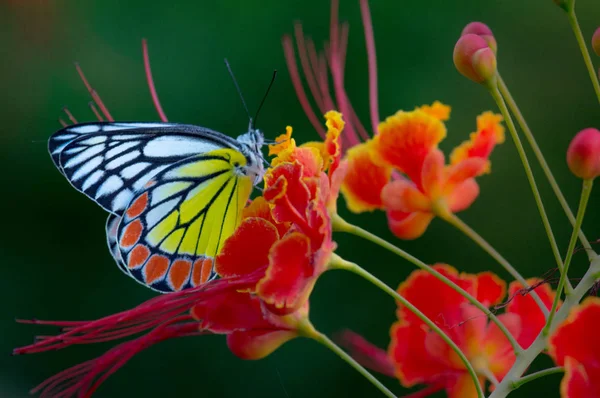 王立ポインシアナの花のジェズベル蝶の美しい肖像画 — ストック写真