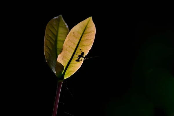 Una Hormiga Las Hojas Luz Natural — Foto de Stock