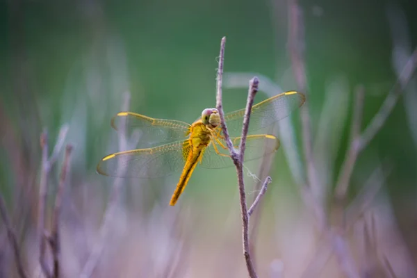 Dragonfly Sedící Květinových Rostlinách Měkkém Rozmazlacím Pozadí — Stock fotografie