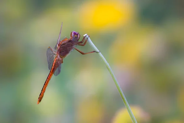 Portrait Dragonfly Its Natural Habitat Sort Blurry Background — Stock Photo, Image