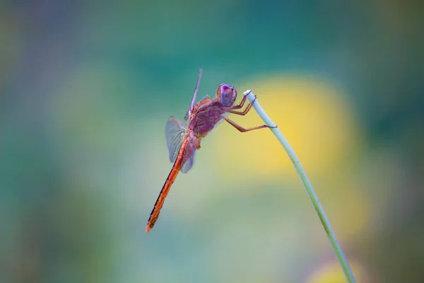 Portrait Dragonfly Its Natural Habitat Sort Blurry Background — Stock Photo, Image
