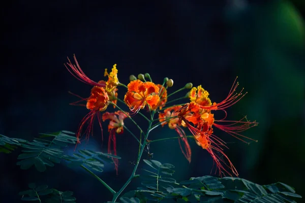 Hermoso Retrato Gulmohar Árbol Flores Fondo Borroso Suave — Foto de Stock