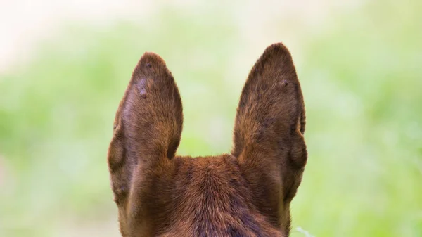 Портрет Собаки Сзади Мягком Зеленом Размытом Фоне — стоковое фото