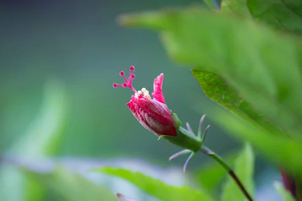 Retrato Bonito Flor Hibisco Isolado Contra Fundo Embaçado Macio Verde — Fotografia de Stock