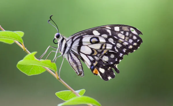부드러운 흐릿한 배경에서 나비의 아름다운 초상화 — 스톡 사진