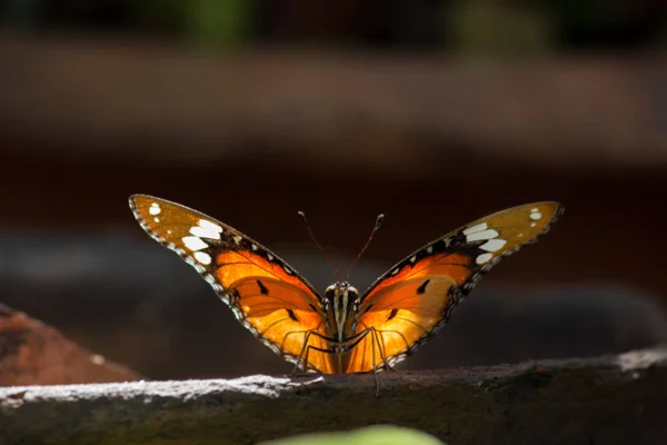 Beautiful Portrait of The Plain Tiger Butterfly in a soft blurry background