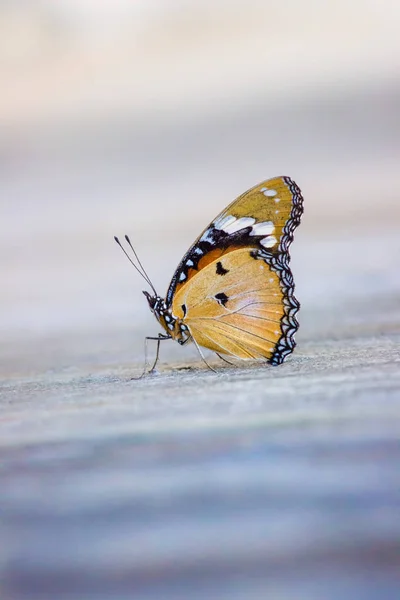 Gyönyörű Portréja Plain Tiger Butterfly Egy Puha Elmosódott Háttér — Stock Fotó