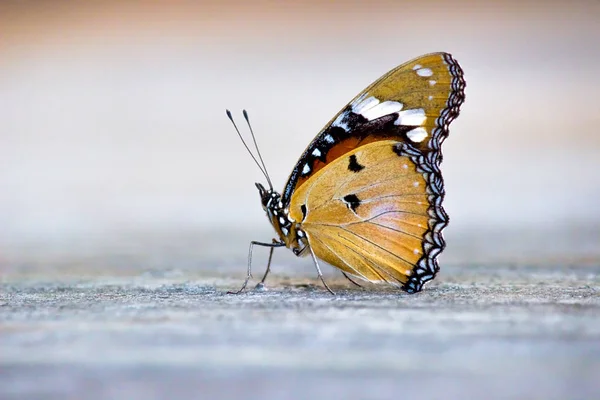 Beautiful Portrait of The Plain Tiger Butterfly in a soft blurry background