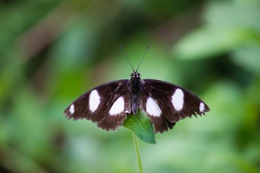 Bahar aylarında doğal yaşam alanında çiçek Bitkiler üzerinde oturan Eggflly Kelebek Portresi