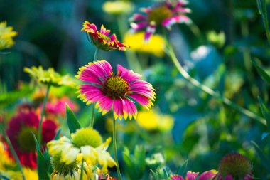Yumuşak bulanık arka planda Gaillardia aristata çiçek Güzel Portresi
