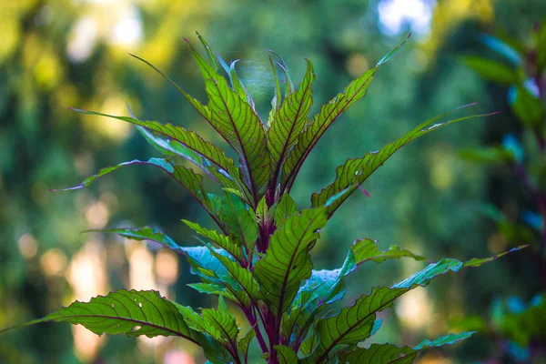 美丽的一天的自然植物 — 图库照片