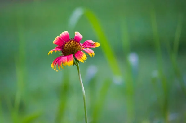 Beautiful Portrait Gaillardia Aristata Flower Soft Blurry Background — Stock Photo, Image
