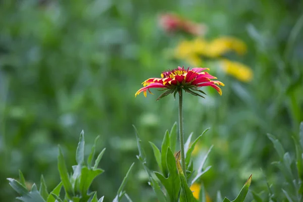 柔らかいぼやけた背景のガヤリヤ アリスタの花の美しい肖像画 — ストック写真