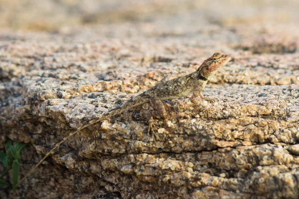 Peninsular Rock Agama Ödla Sitter Klippan Sin Naturliga Miljö — Stockfoto