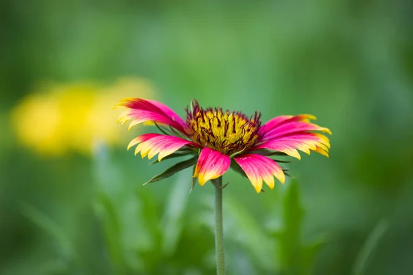 Vackra Porträtt Gaillardia Aristata Blomma Mjuk Suddig Bakgrund — Stockfoto