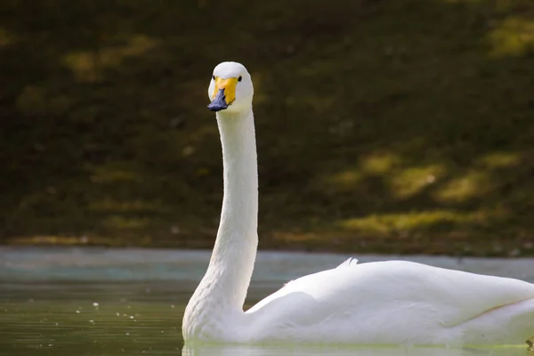 Портрет Лебедя Воде Естественной Среде Обитания — стоковое фото