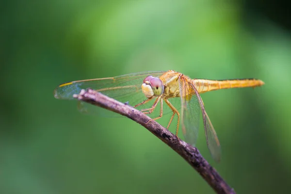 Portrait Dragonfly Its Natural Habitat Sort Blurry Background — Stock Photo, Image