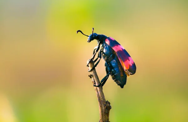 Yumuşak bulanık arka planda bir sopa yada tutunan Beetle böcek Güzel Portre