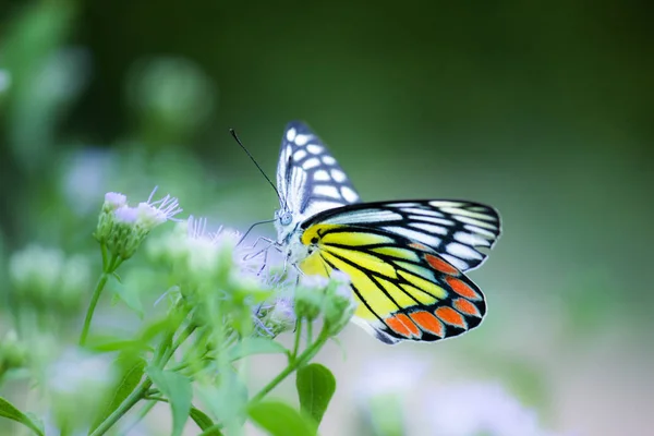 Beau Portrait Papillon Indien Jezebel Assis Sur Fleur Plantes Printemps — Photo