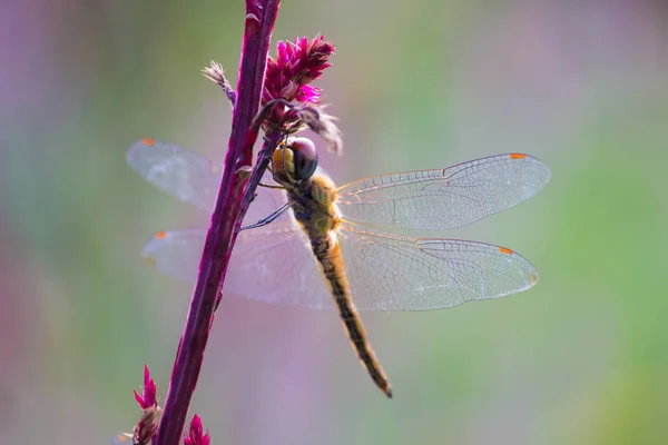 Portrait Dragonfly Its Natural Habitat Sort Blurry Background — Stock Photo, Image