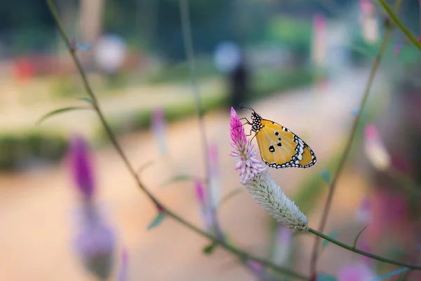 Beautiful Portrait of The Plain Tiger Butterfly in a soft blurry background