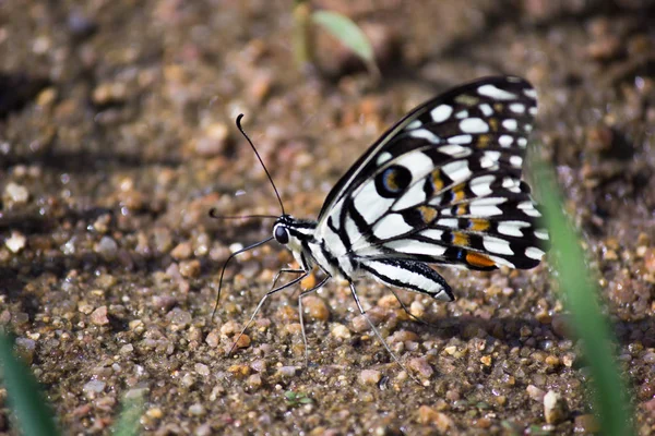 Beautiful Portrait Common Lime Butterfly Sitting Sand Springtime Soft Blurry — Stock Photo, Image