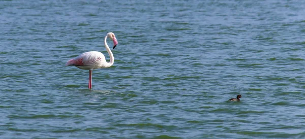 Птица Фламинго Воде Естественной Среде Обитания — стоковое фото