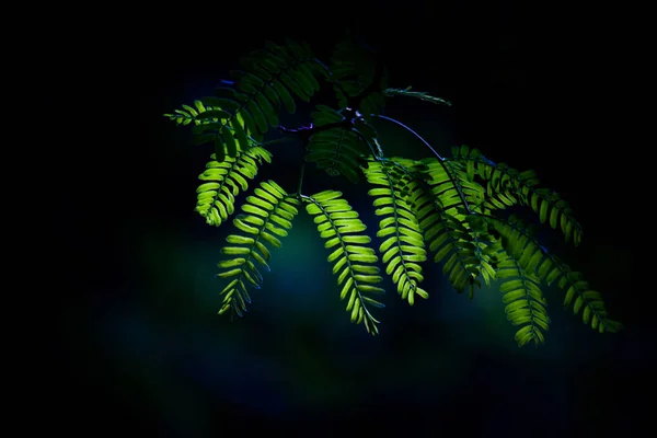 Hojas Naturales Fondo Suave Oscuro —  Fotos de Stock