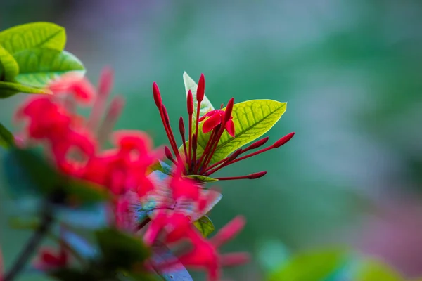 Květinka Červená Ruby Pentas Kvete Měkkém Zeleném Pozadí — Stock fotografie