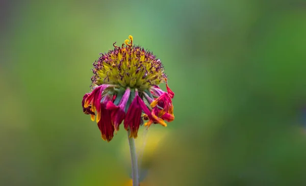 柔らかいぼやけた背景のガヤリヤ アリスタの花の美しい肖像画 — ストック写真