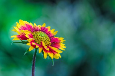 Gaillardia aristata çiçek Güzel Portre Bahar sırasında uzakta Blooming
